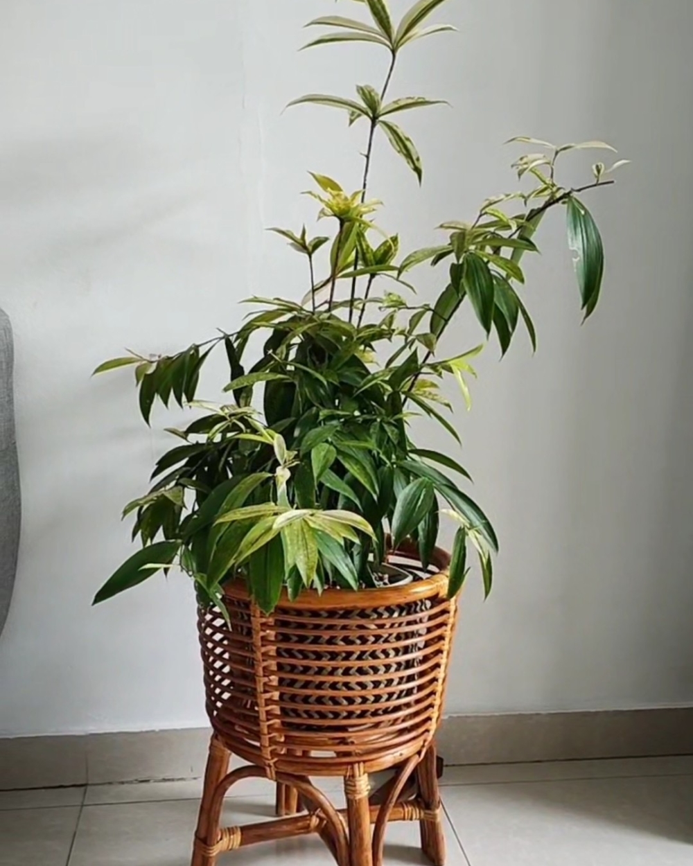 Cache-pot En Rotin Naturel - Dar Rotin - Ameublement & Vannerie